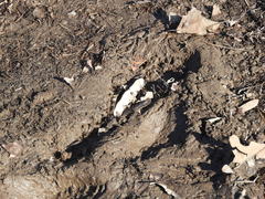 Robinia pseudoacacia