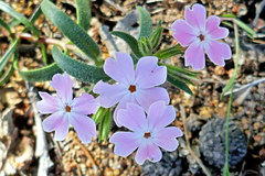 Phlox woodhousei