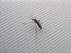 Aedes squamiger