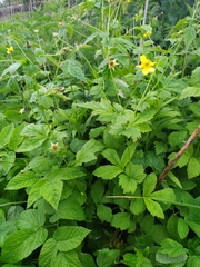 Geum urbanum