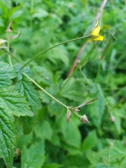 Geum urbanum