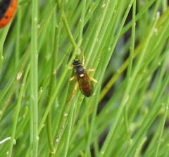 Ichneumon xanthorius