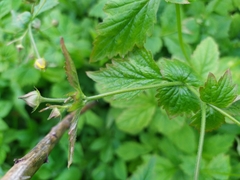 Geum urbanum