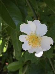 Rosa arvensis