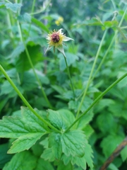 Geum urbanum