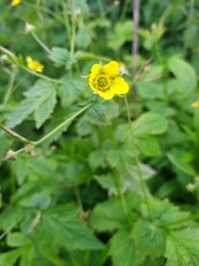 Geum urbanum