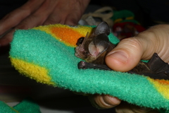 Gardnerycteris crenulatum