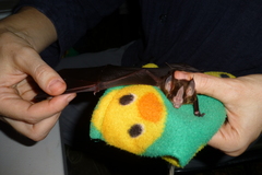 Gardnerycteris crenulatum