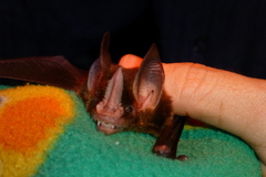 Gardnerycteris crenulatum