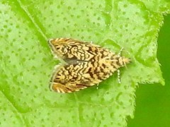 Dichrorampha leopardana