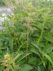 Urtica dioica