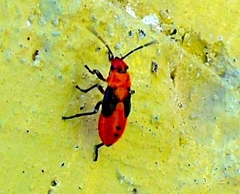 Lygaeus analis