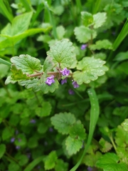 Glechoma hederacea