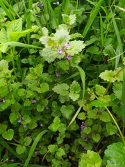 Glechoma hederacea