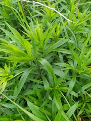 Solidago canadensis