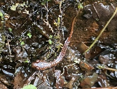 Desmognathus wrighti