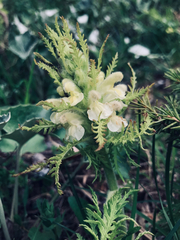 Pedicularis foliosa