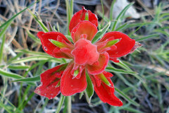 Castilleja integra