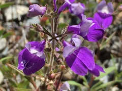 Collinsia linearis