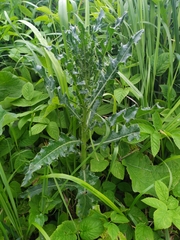 Cirsium arvense