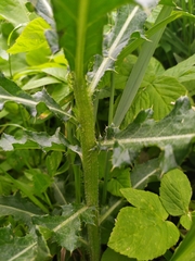 Cirsium arvense