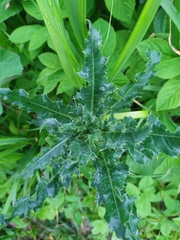 Cirsium arvense