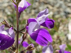 Collinsia linearis
