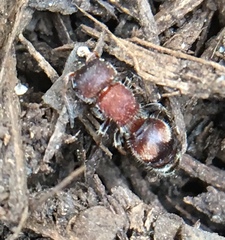 Pseudomethoca frigida