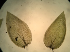 Plagiothecium cavifolium