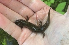 Desmognathus marmoratus