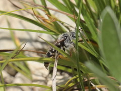 Osmia rufohirta