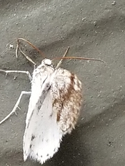 Lomographa semiclarata