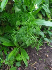 Tripleurospermum inodorum