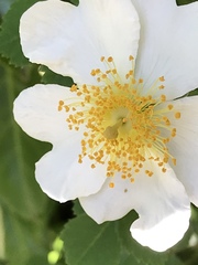 Rosa arvensis