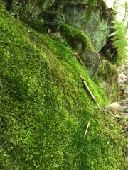 Plagiothecium cavifolium