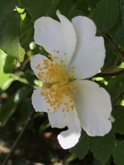 Rosa arvensis