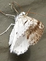 Lomographa semiclarata