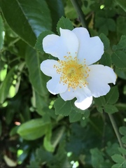 Rosa arvensis