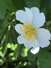 Rosa arvensis