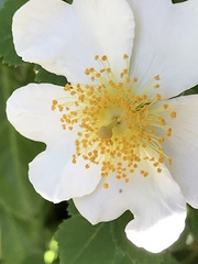Rosa arvensis