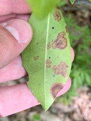 Diaporthe kalmiae