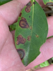 Diaporthe kalmiae