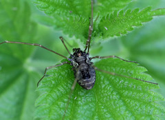 Platybunus pinetorum