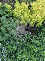 Allium schubertii