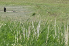 Haematopus ostralegus