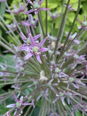 Allium schubertii