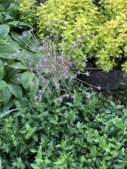 Allium schubertii