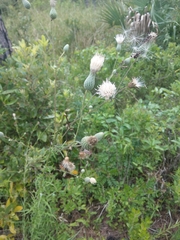 Cirsium nuttalii image