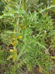 Cirsium nuttalii image
