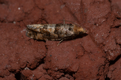 Eucopina tocullionana